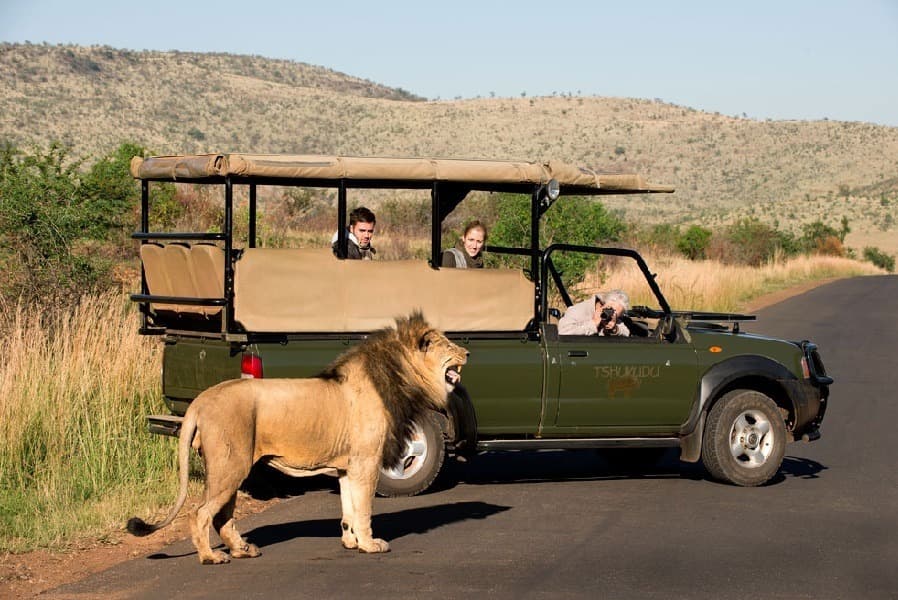 Pilanesberg Game Park Day Tour - Main tour experience