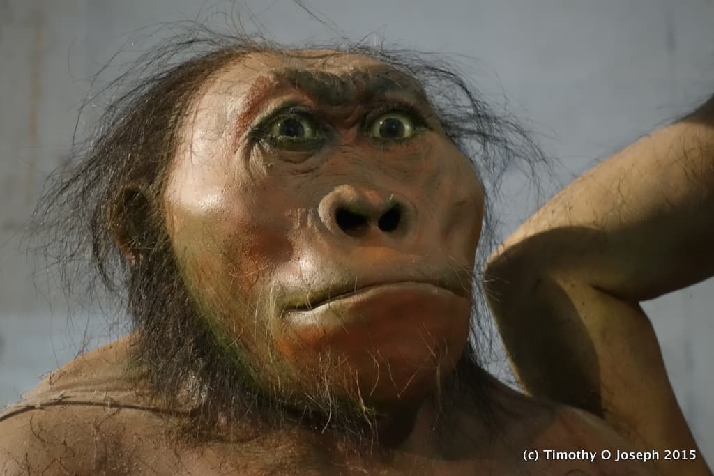 Cradle of Humankind - Image 3