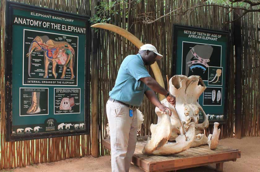 Elephant Sanctuary - Gallery image 2