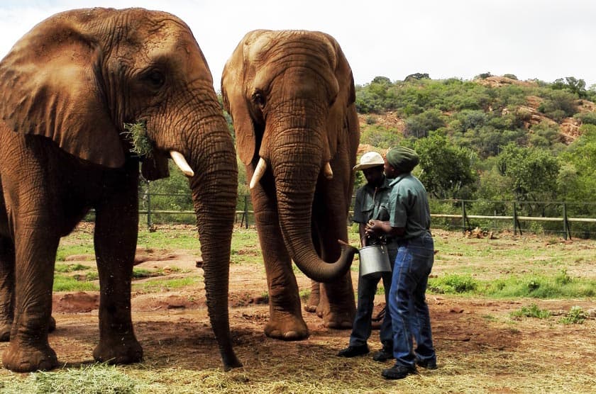 Elephant Sanctuary - Gallery image 3