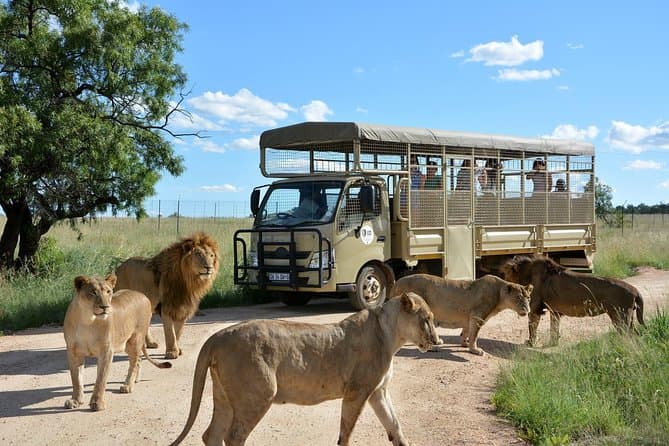 Lesedi Cultural Village & Lion Park - Gallery image 3