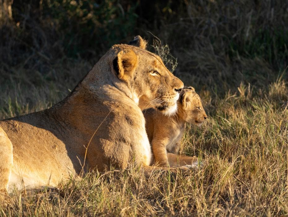 Lesedi Cultural Village & Lion Park - Image 6