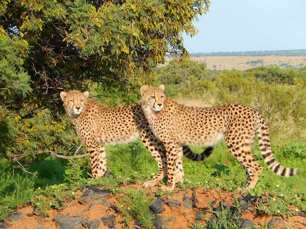 Lion and Cheetah Sanctuary - Gallery image 2