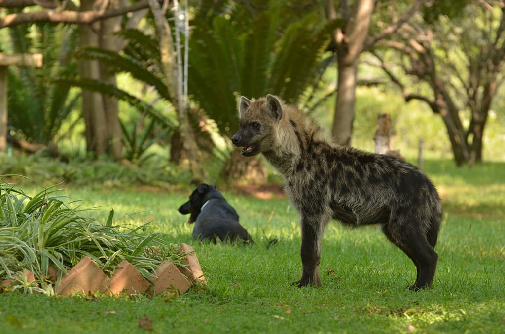 Lion and Cheetah Sanctuary - Gallery image 3
