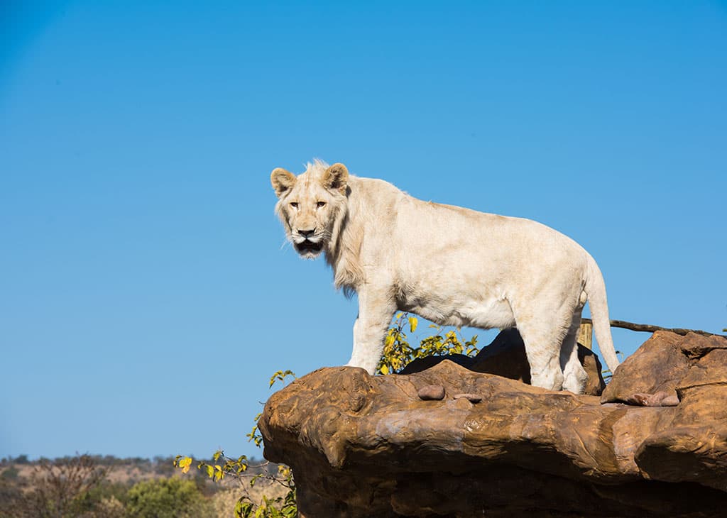 Lion and Cheetah Sanctuary - Gallery image 4