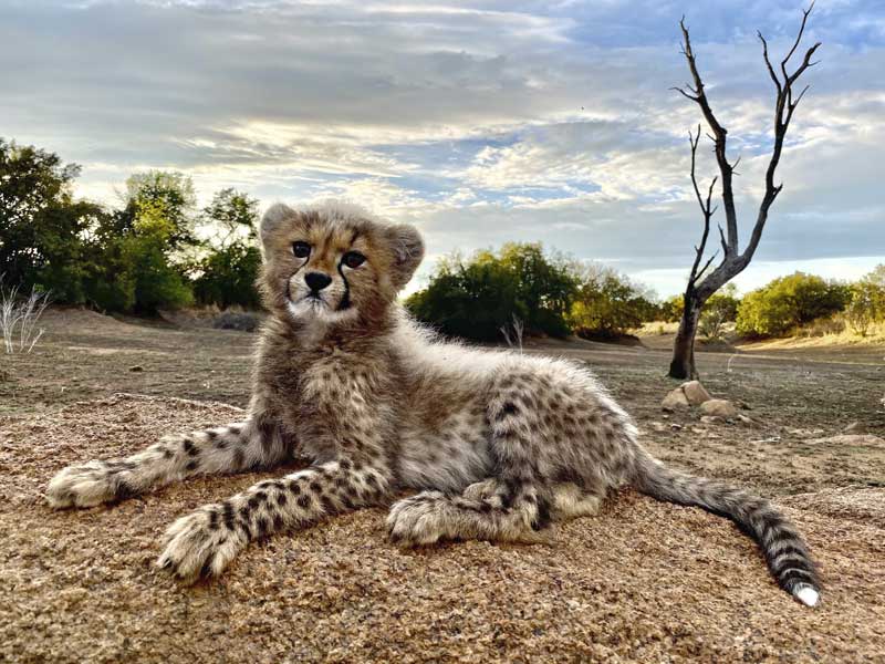 Ukuthula Lion Walk - Main tour experience
