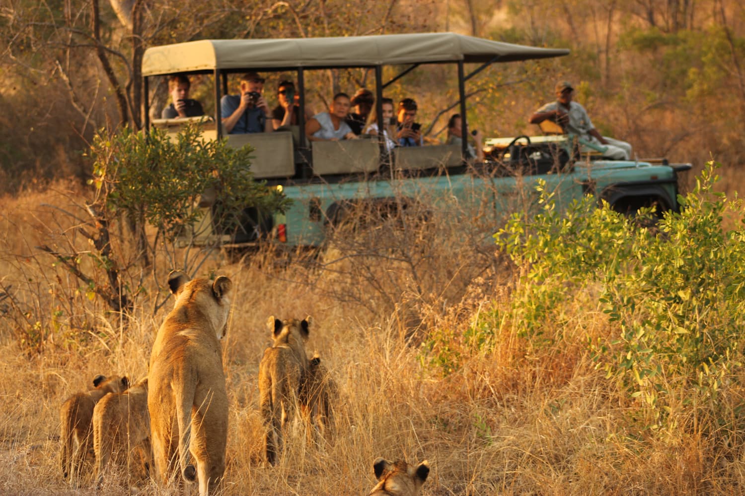 Kruger National Park & Panorama Route Experience - Main safari experience